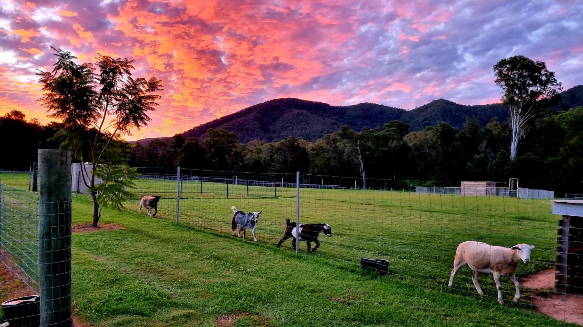 Fig Tree Farm B&B Highvale-Farmstay Near Brisbane! Luaran gambar