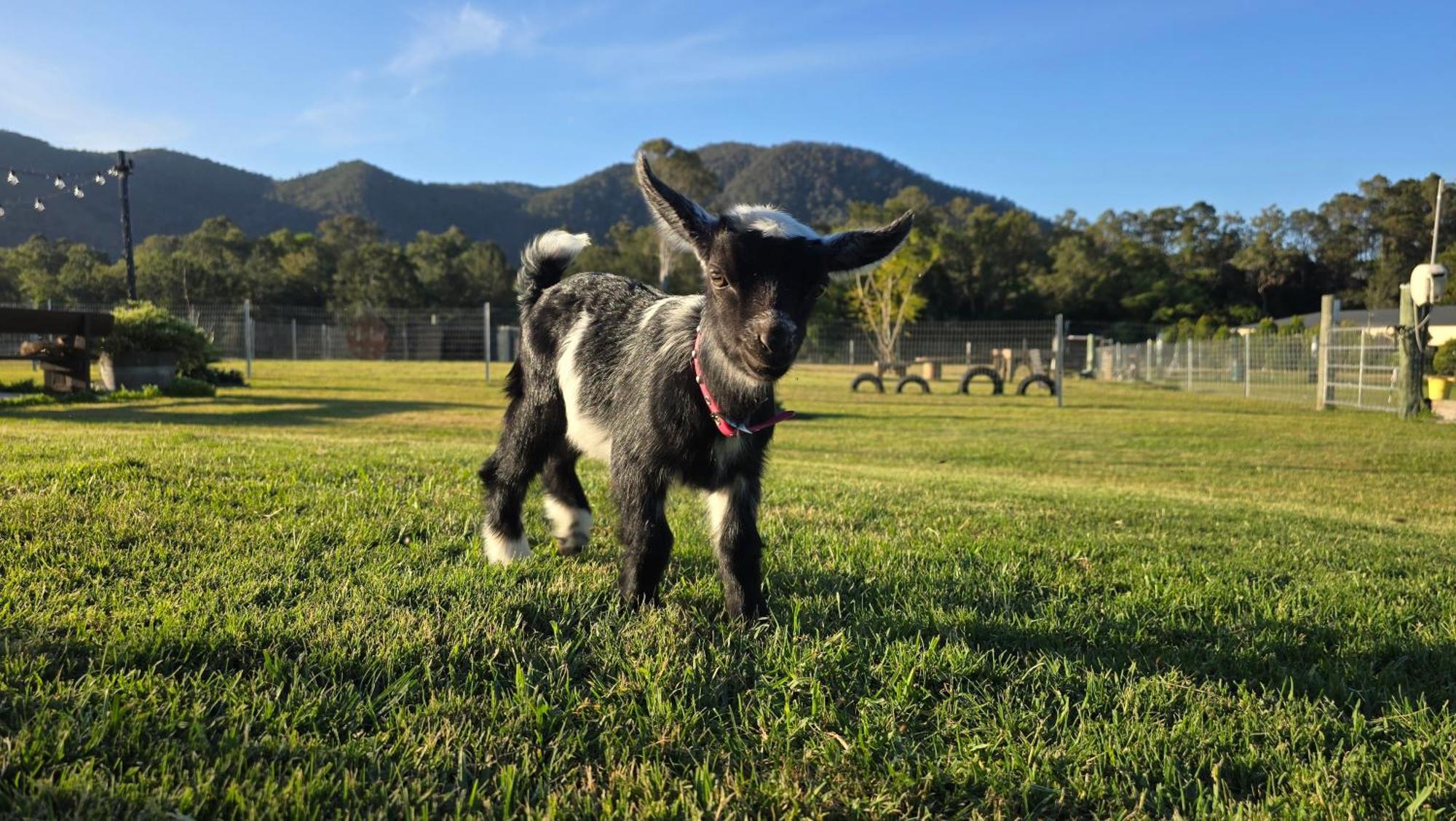 Fig Tree Farm B&B Highvale-Farmstay Near Brisbane! Luaran gambar