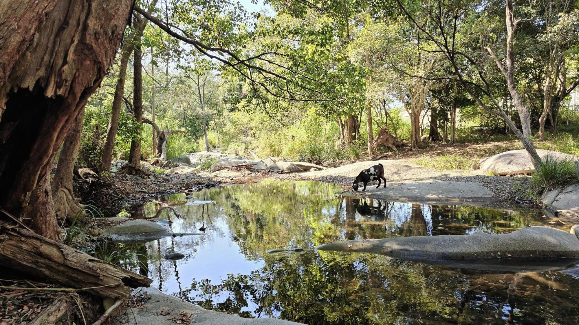 Fig Tree Farm B&B Highvale-Farmstay Near Brisbane! Luaran gambar